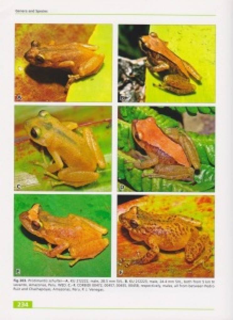 Terrestrial-Breeding Frogs (Strabomantidae) in Peru